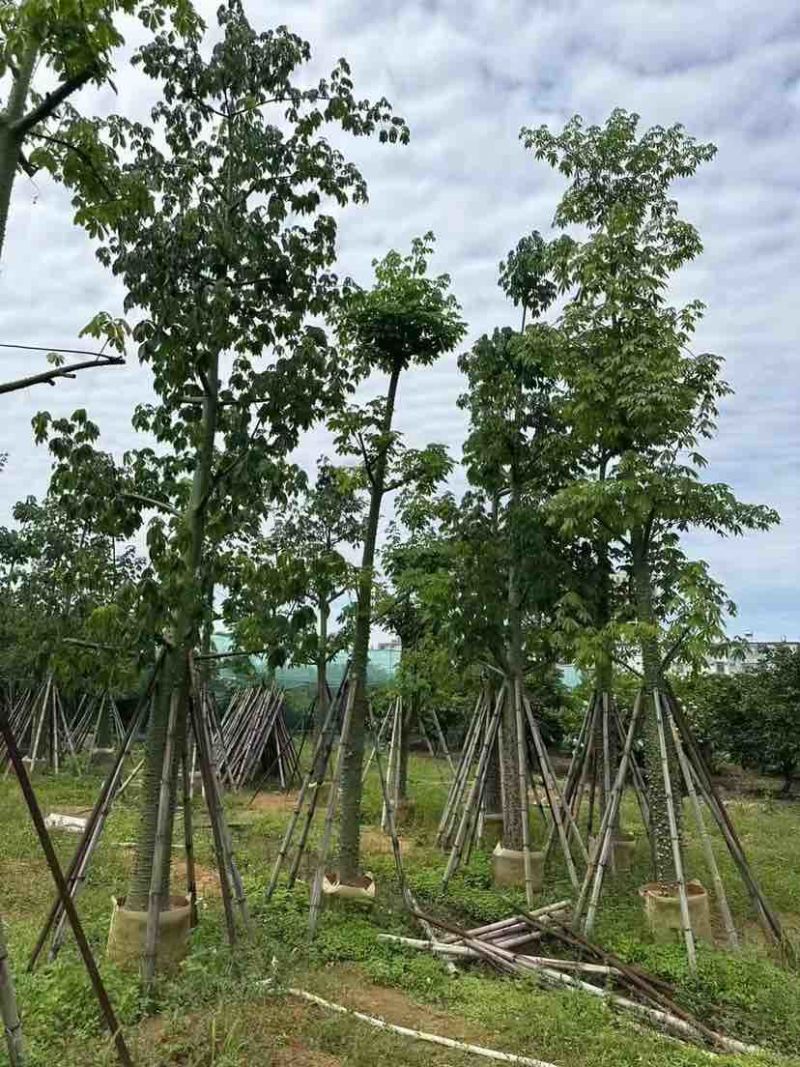 美人树/美丽异木棉基地直销规格齐全有需要的老板欢迎来电