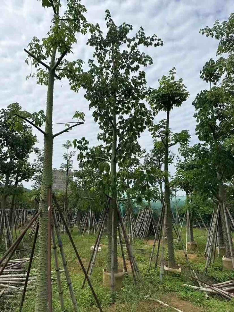美人树/美丽异木棉基地直销规格齐全有需要的老板欢迎来电