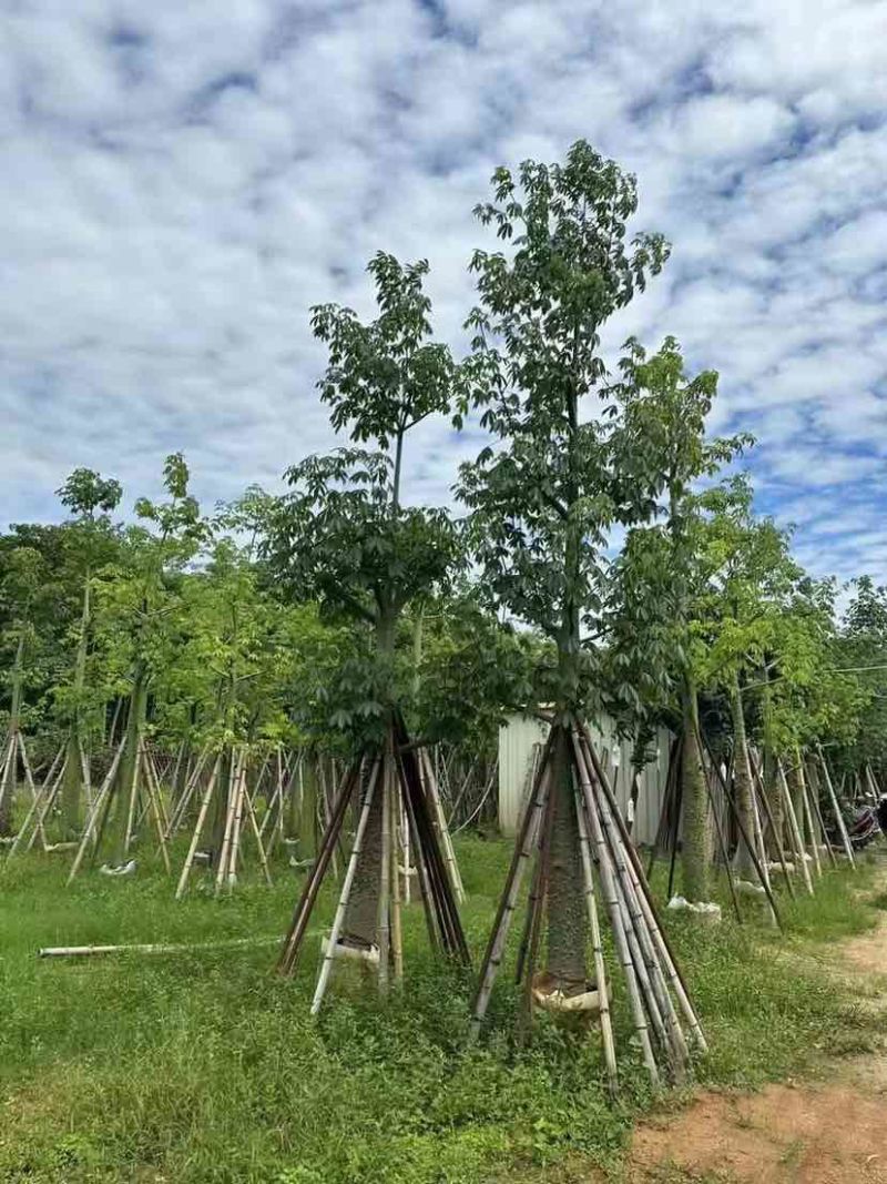 美人树/美丽异木棉基地直销规格齐全有需要的老板欢迎来电