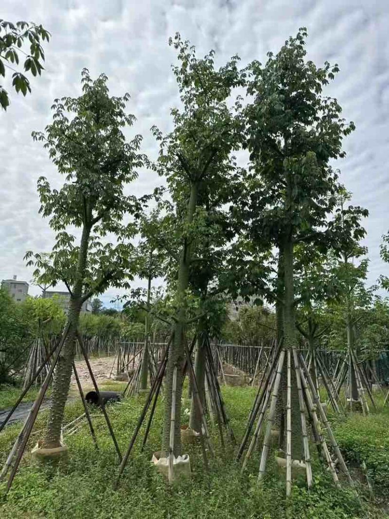 美人树/美丽异木棉基地直销规格齐全有需要的老板欢迎来电