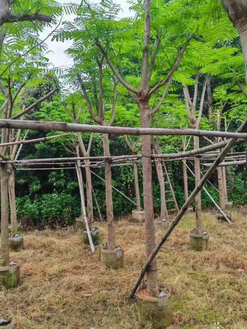凤凰树基地直销规格齐全有需要的老板欢迎来电洽谈合作