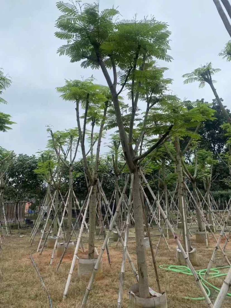 凤凰树基地直销规格齐全有需要的老板欢迎来电洽谈合作