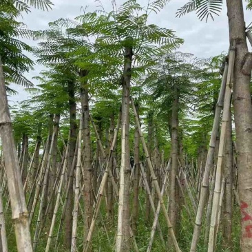 凤凰树基地直销规格齐全有需要的老板欢迎来电洽谈合作