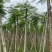 凤凰树基地直销规格齐全有需要的老板欢迎来电洽谈合作