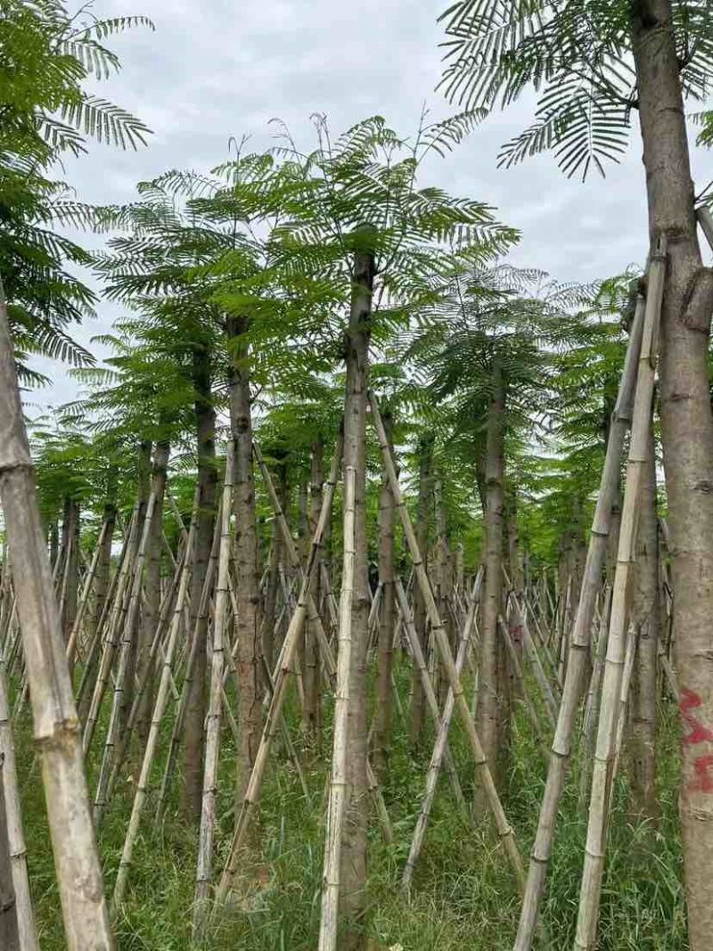 凤凰树基地直销规格齐全有需要的老板欢迎来电洽谈合作
