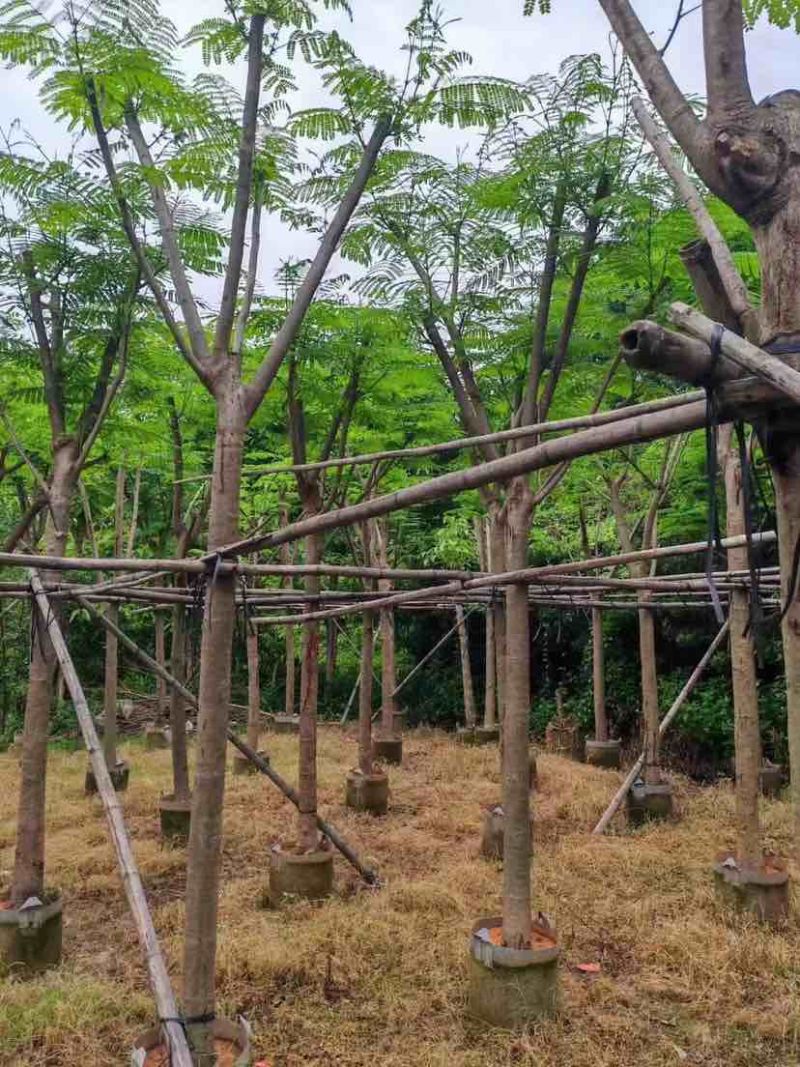 凤凰树基地直销规格齐全有需要的老板欢迎来电洽谈合作