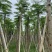 凤凰树基地直销规格齐全有需要的老板欢迎来电洽谈合作