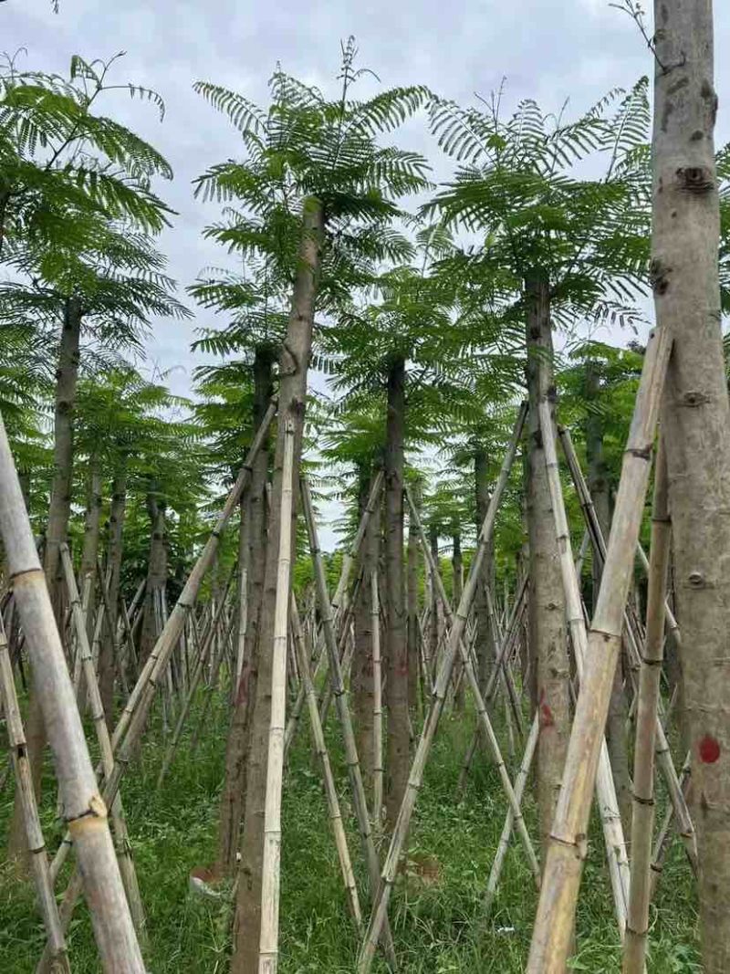 凤凰树基地直销规格齐全有需要的老板欢迎来电洽谈合作