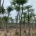 凤凰树基地直销规格齐全有需要的老板欢迎来电洽谈合作