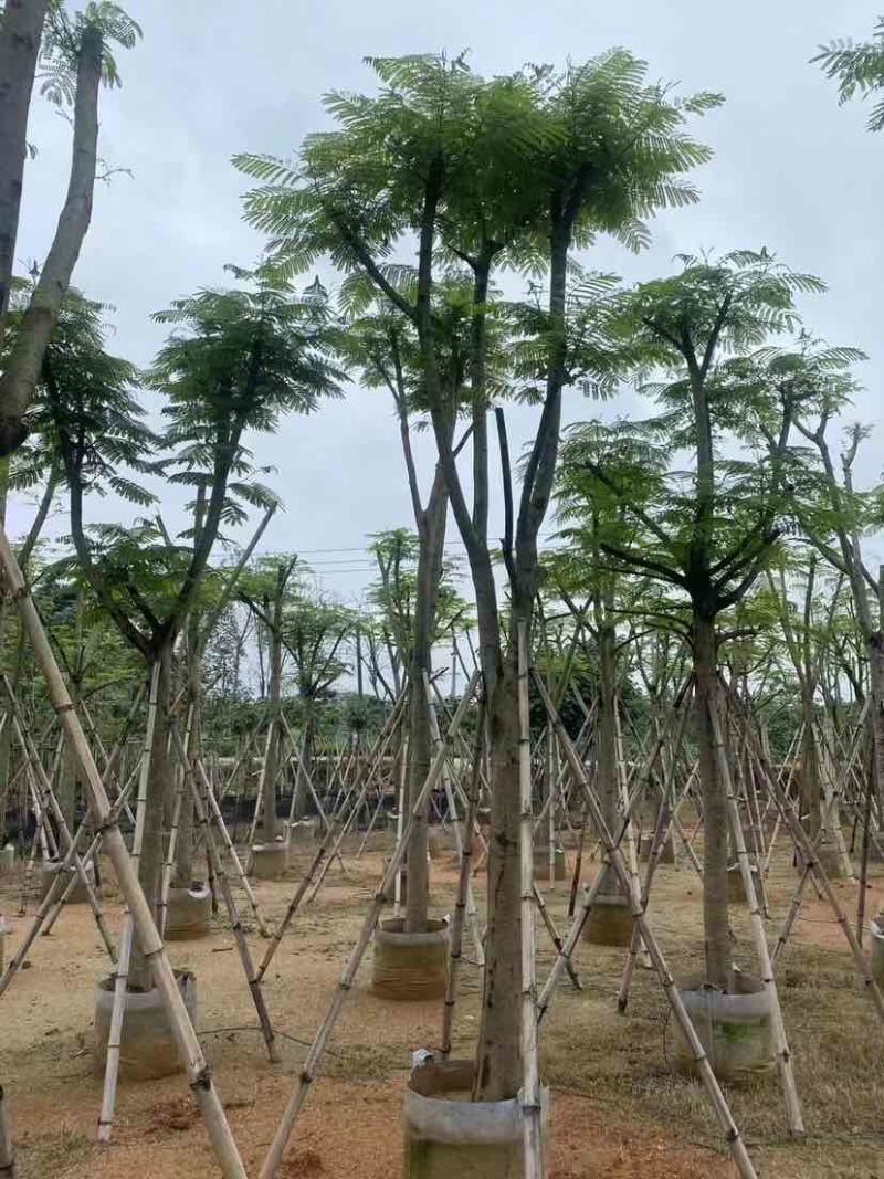 凤凰树基地直销规格齐全有需要的老板欢迎来电洽谈合作