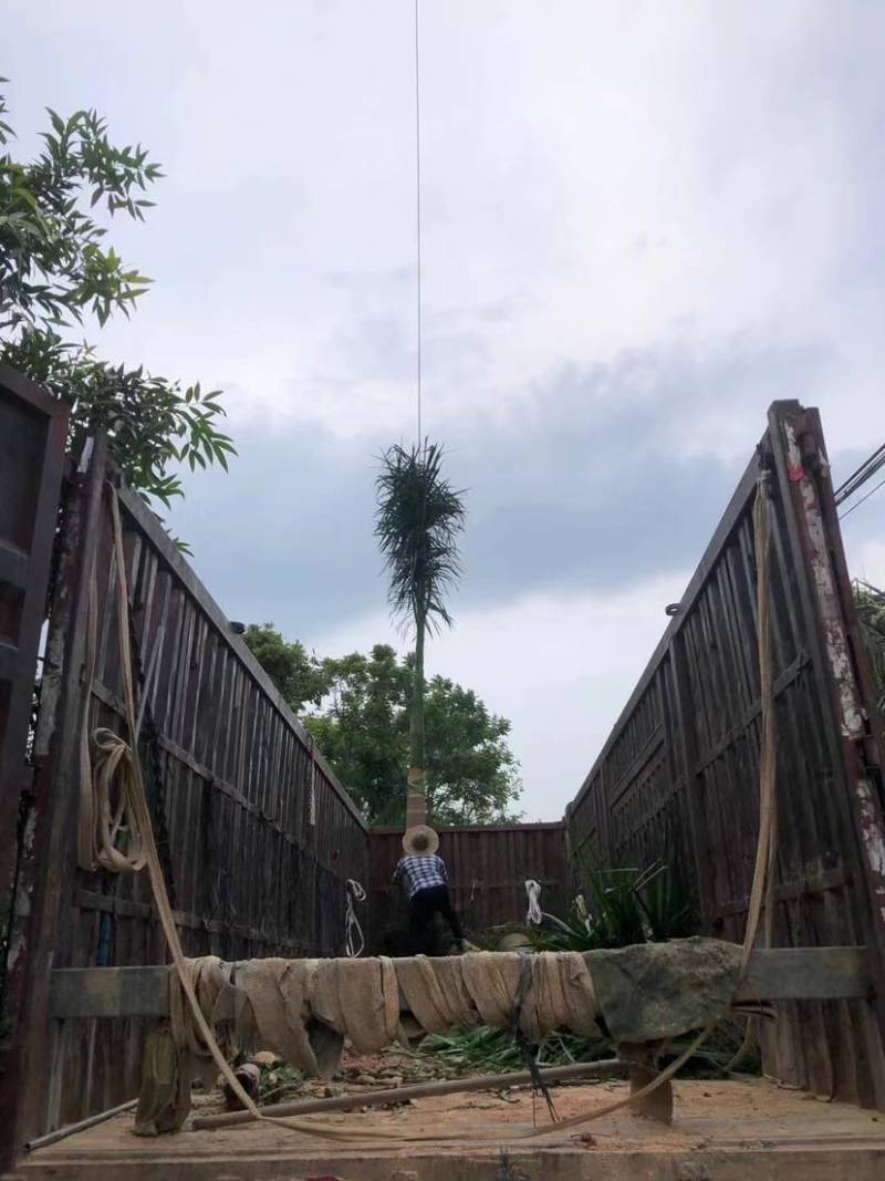 大王椰基地直销规格齐全有需要的老板欢迎来电洽谈合作