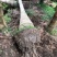 大王椰基地直销规格齐全有需要的老板欢迎来电洽谈合作