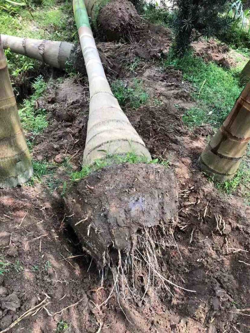 大王椰基地直销规格齐全有需要的老板欢迎来电洽谈合作