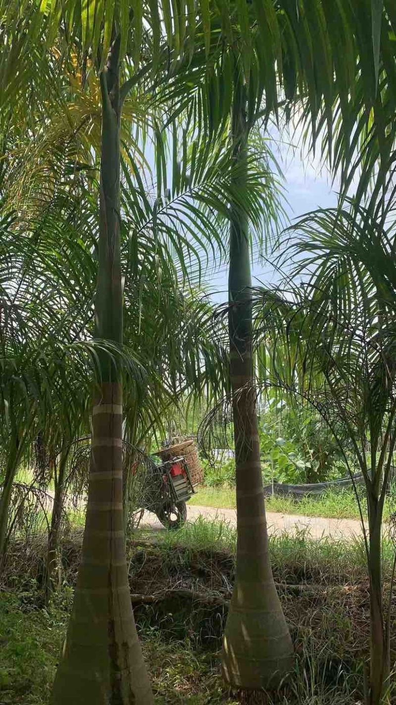 大王椰基地直销规格齐全有需要的老板欢迎来电洽谈合作