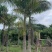 大王椰基地直销规格齐全有需要的老板欢迎来电洽谈合作