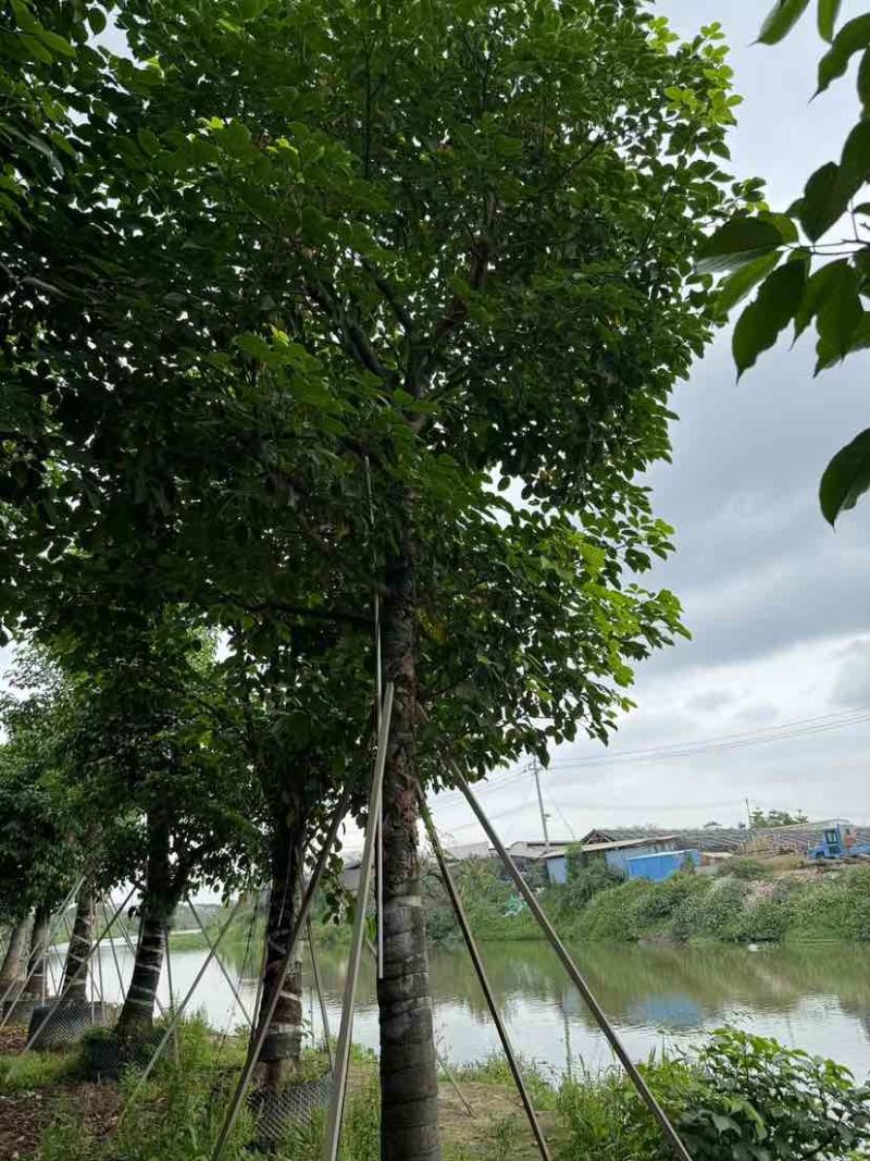 养冠秋枫基地直销规格齐全有需要的老板欢迎来电洽谈合作