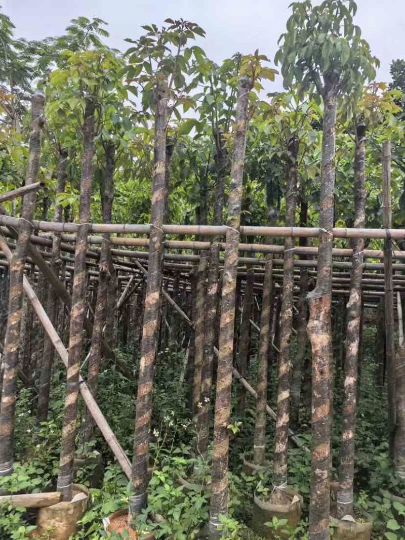 光杆重阳木基地直销规格齐全有需要的老板欢迎来电洽谈合作
