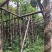 光杆重阳木基地直销规格齐全有需要的老板欢迎来电洽谈合作