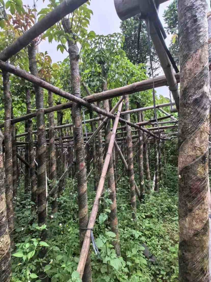 光杆重阳木基地直销规格齐全有需要的老板欢迎来电洽谈合作