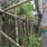 光杆重阳木基地直销规格齐全有需要的老板欢迎来电洽谈合作