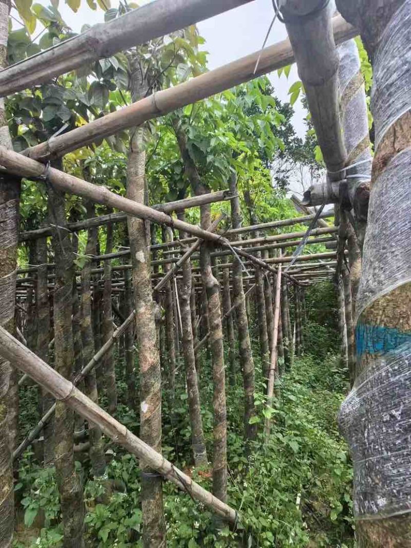 光杆重阳木基地直销规格齐全有需要的老板欢迎来电洽谈合作