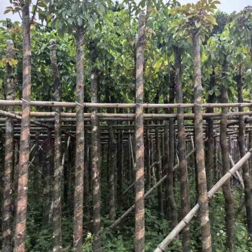 光杆重阳木基地直销规格齐全有需要的老板欢迎来电洽谈合作