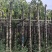 光杆重阳木基地直销规格齐全有需要的老板欢迎来电洽谈合作