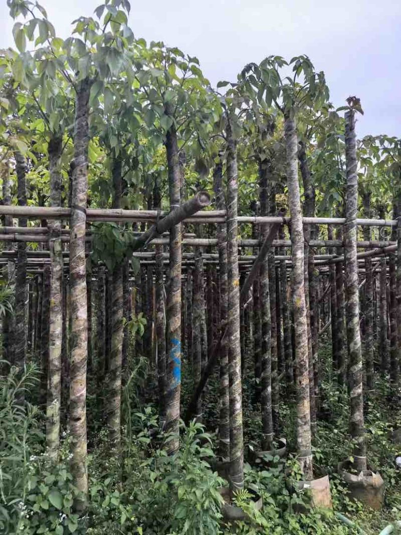 光杆重阳木基地直销规格齐全有需要的老板欢迎来电洽谈合作