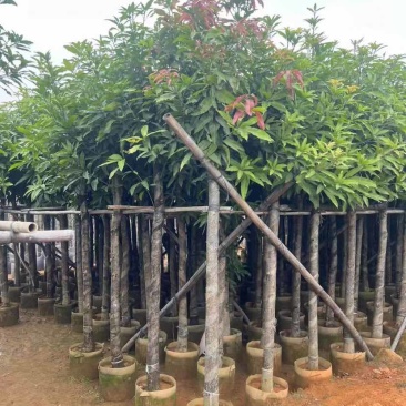 芒果树基地直销规格齐全有需要的老板欢迎来电洽谈合作