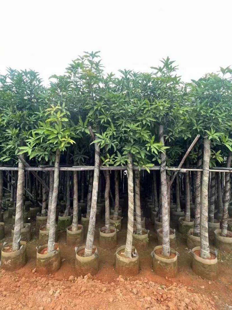 芒果树基地直销规格齐全有需要的老板欢迎来电洽谈合作