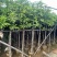 芒果树基地直销规格齐全有需要的老板欢迎来电洽谈合作