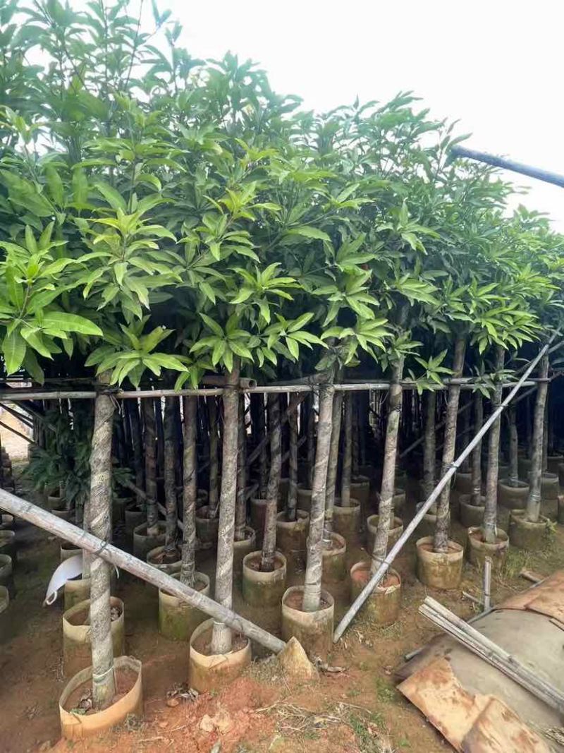 芒果树基地直销规格齐全有需要的老板欢迎来电洽谈合作