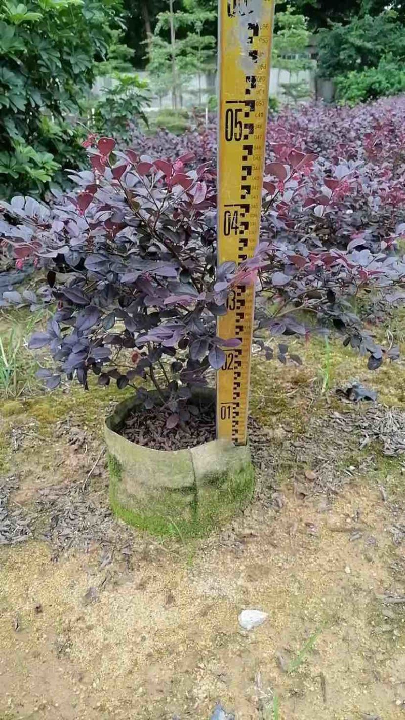 红花继木球基地直销规格齐全有需要的老板欢迎来电洽谈合作