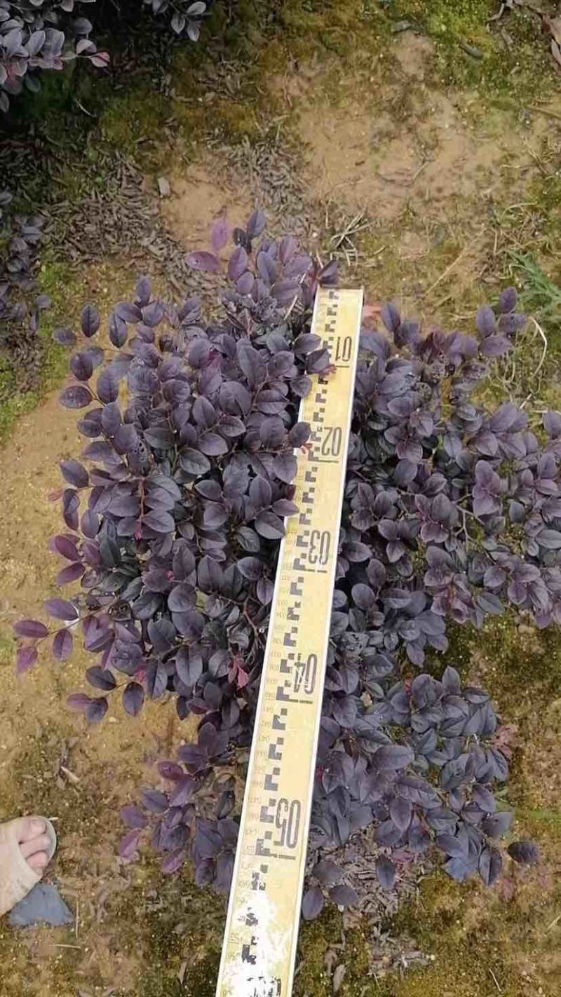 红花继木球基地直销规格齐全有需要的老板欢迎来电洽谈合作