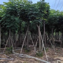 栾树/国庆花基地直销规格齐全有需要的老板欢迎来电洽谈合作