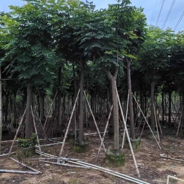 栾树/国庆花基地直销规格齐全有需要的老板欢迎来电洽谈合作