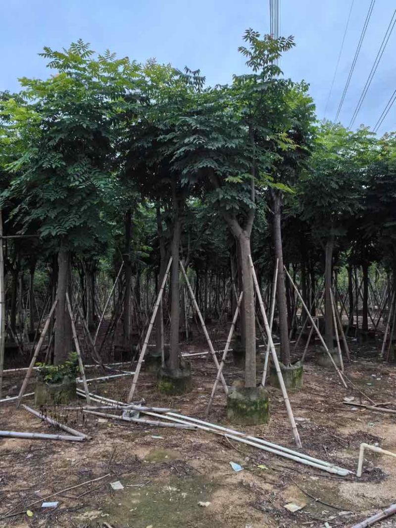 栾树/国庆花基地直销规格齐全有需要的老板欢迎来电洽谈合作