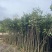 沉香苗基地直销规格齐全有需要的老板欢迎来电洽谈合作