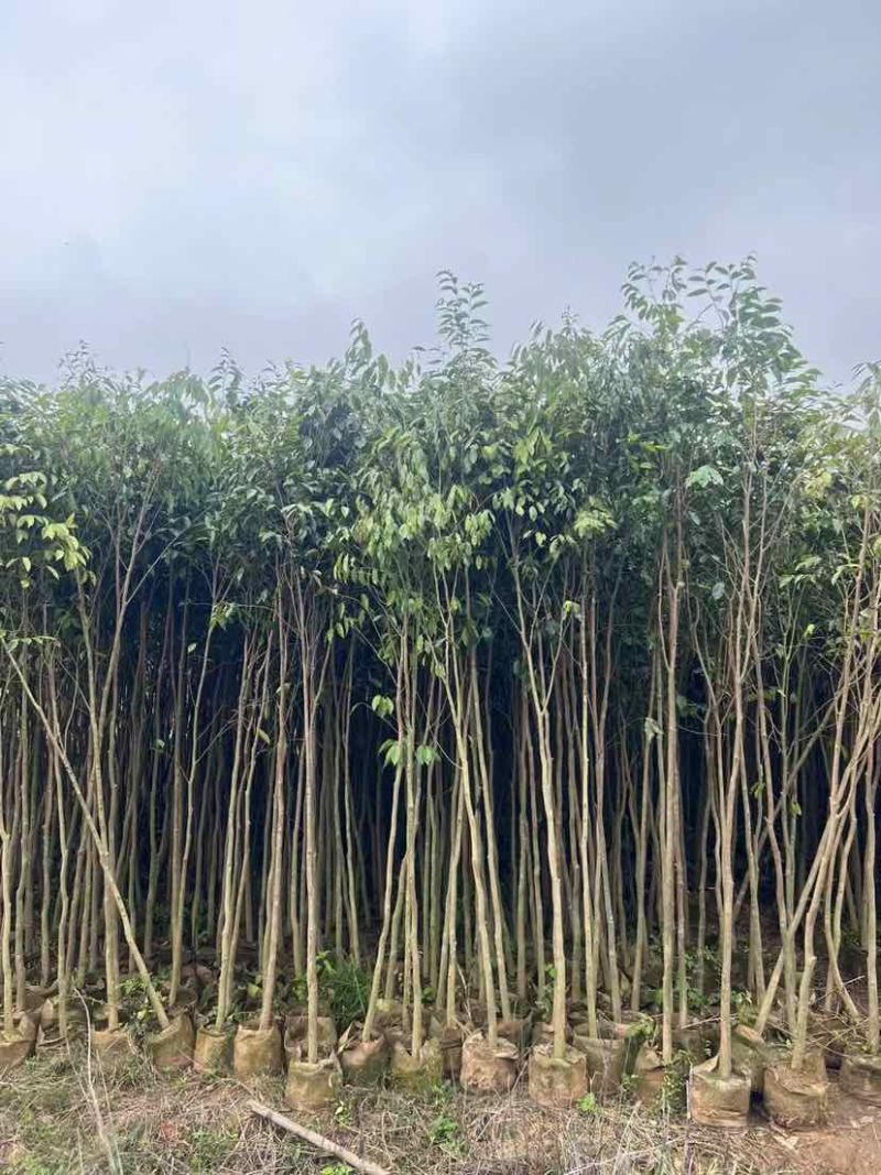 沉香苗基地直销规格齐全有需要的老板欢迎来电洽谈合作