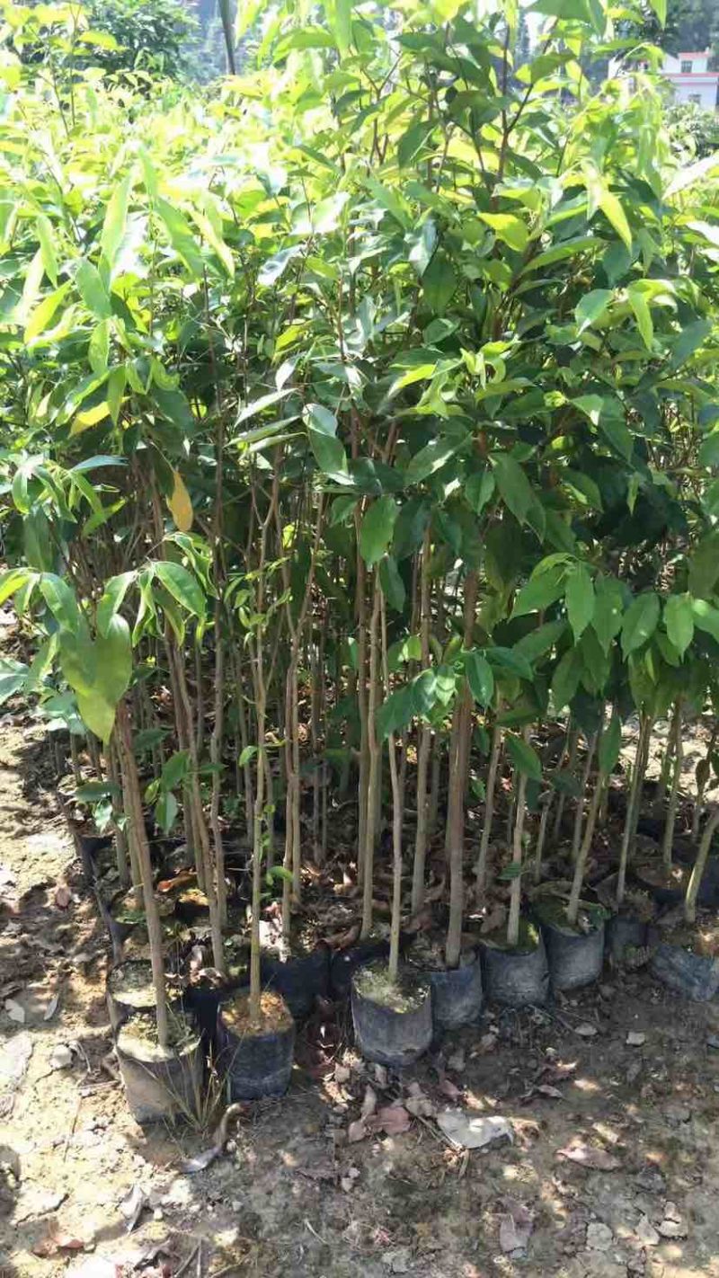 沉香苗基地直销规格齐全有需要的老板欢迎来电洽谈合作
