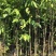 沉香苗基地直销规格齐全有需要的老板欢迎来电洽谈合作