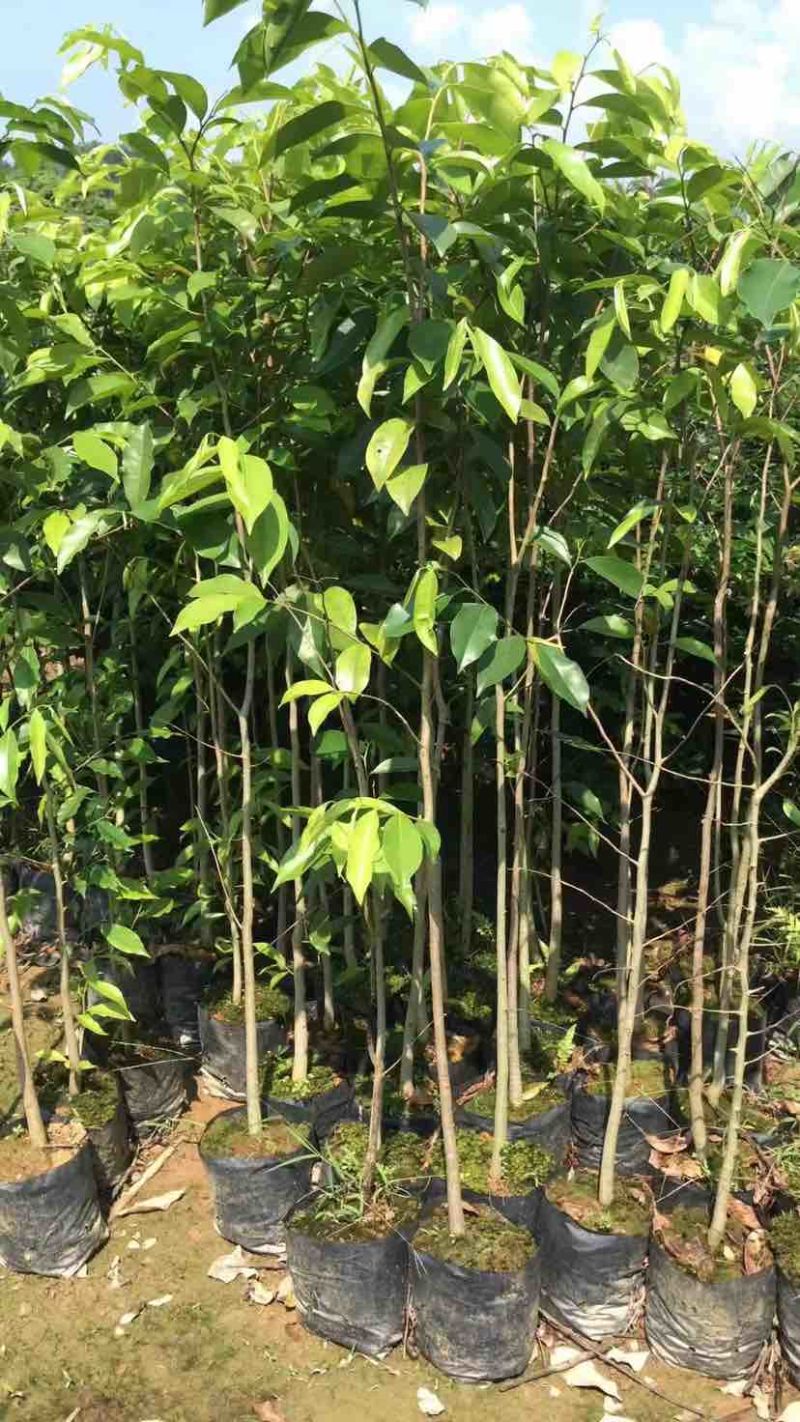 沉香苗基地直销规格齐全有需要的老板欢迎来电洽谈合作