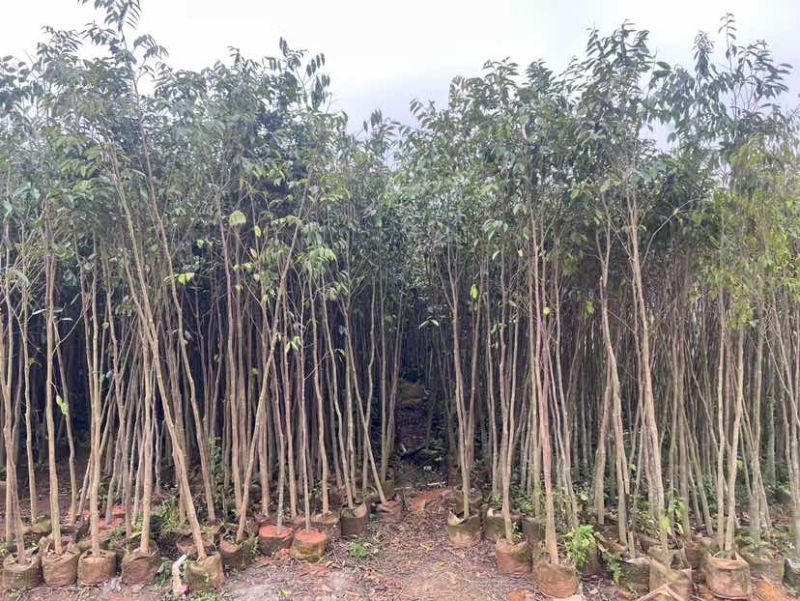 沉香苗基地直销规格齐全有需要的老板欢迎来电洽谈合作