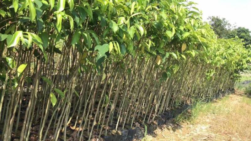 沉香苗基地直销规格齐全有需要的老板欢迎来电洽谈合作