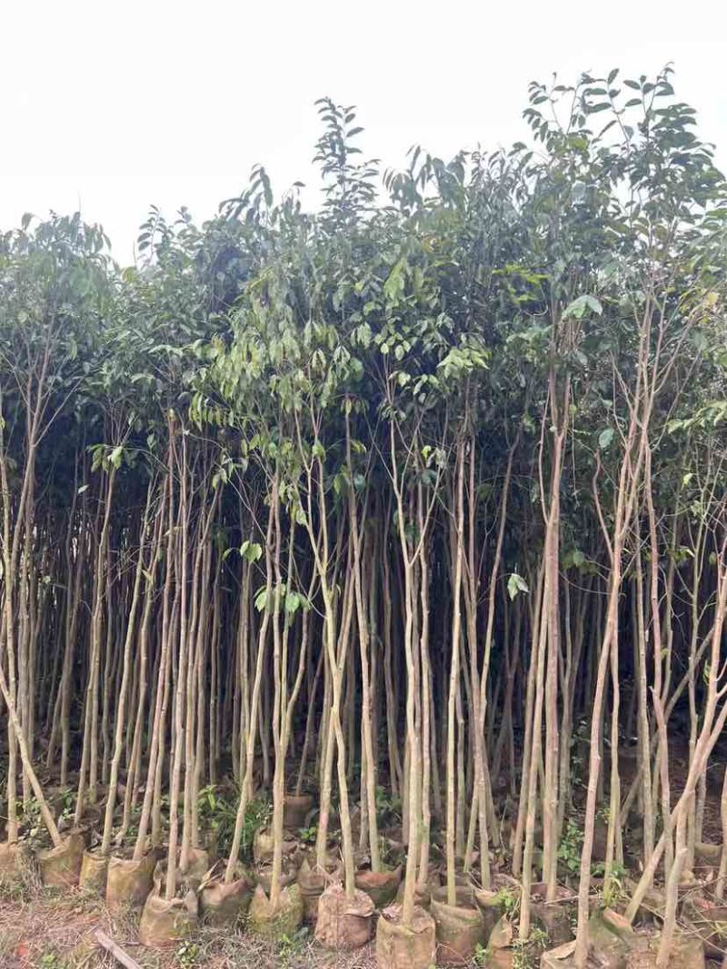 沉香苗基地直销规格齐全有需要的老板欢迎来电洽谈合作