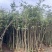 沉香苗基地直销规格齐全有需要的老板欢迎来电洽谈合作