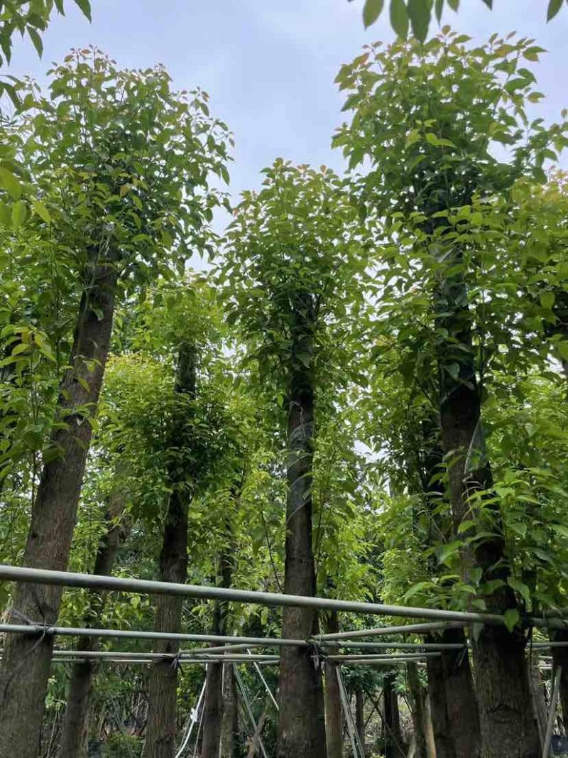 光杆香樟基地直销规格齐全有需要的老板欢迎来电洽谈合作