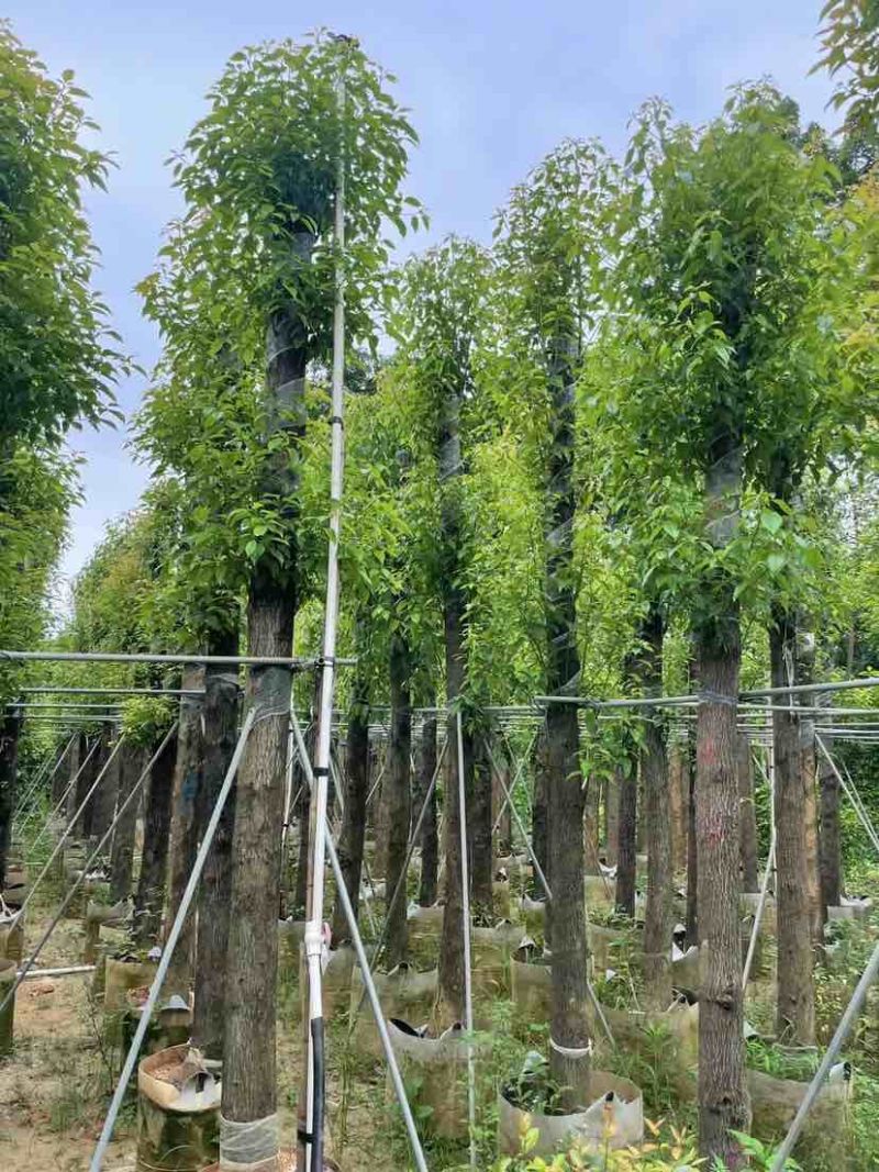 光杆香樟基地直销规格齐全有需要的老板欢迎来电洽谈合作