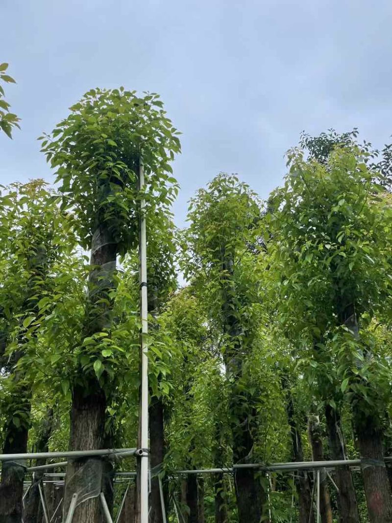 光杆香樟基地直销规格齐全有需要的老板欢迎来电洽谈合作