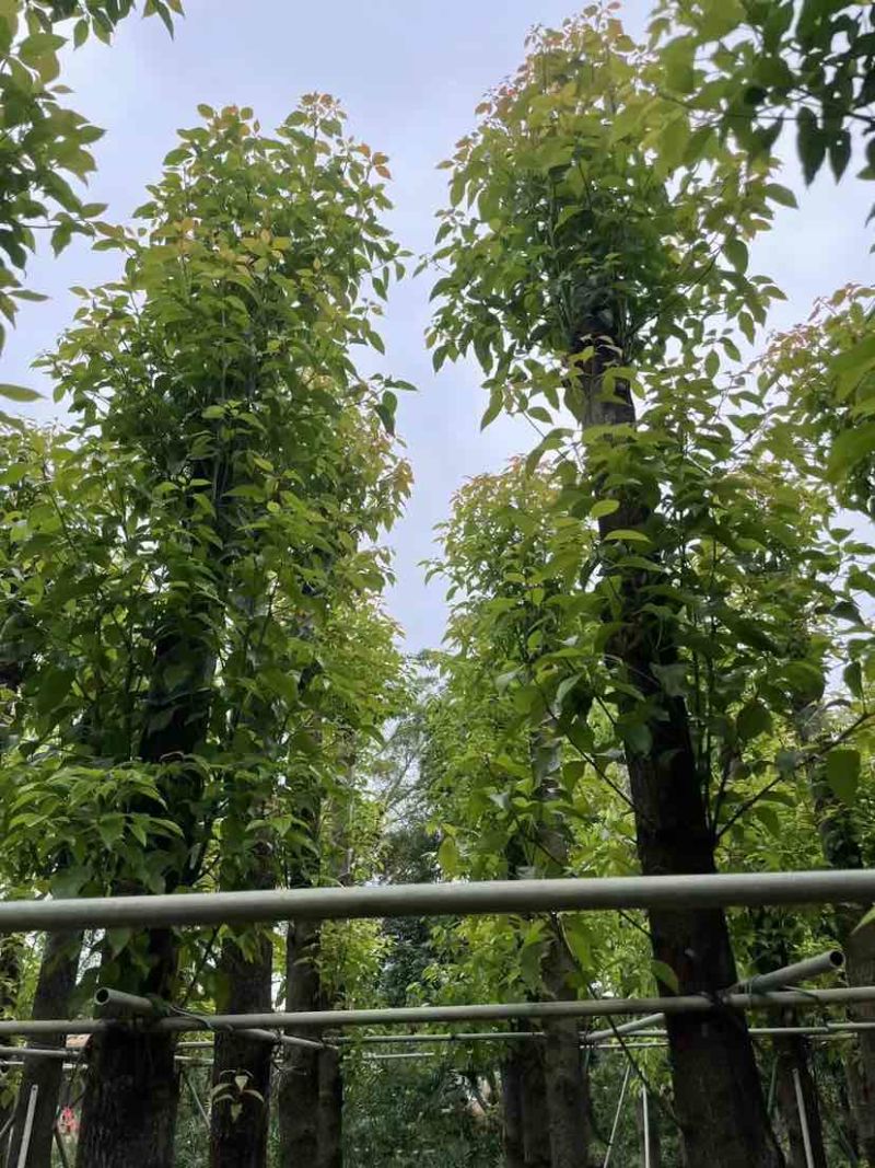 光杆香樟基地直销规格齐全有需要的老板欢迎来电洽谈合作